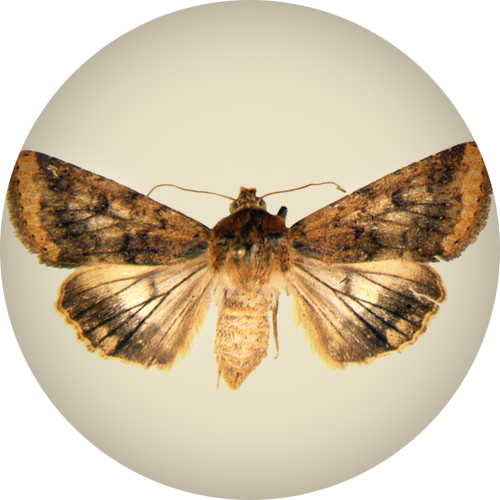 Corn Earworm Moth