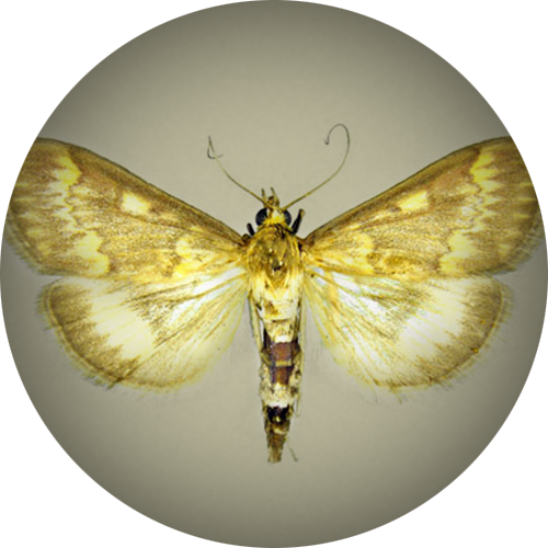 European Corn Borer Moth